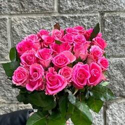 25 роз Абигейл 50 см